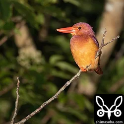 リュウキュウアカショウビン