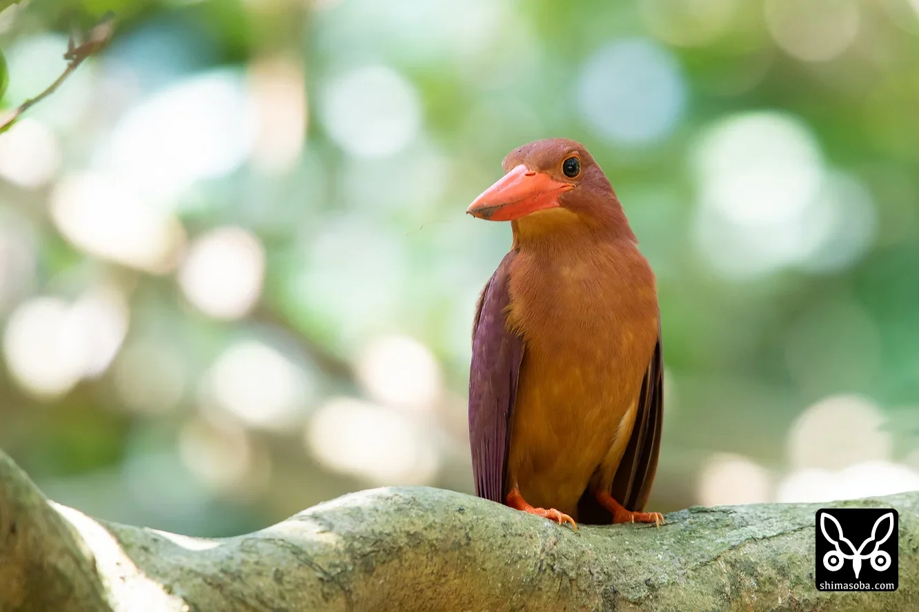 リュウキュウアカショウビン