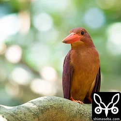 リュウキュウアカショウビン
