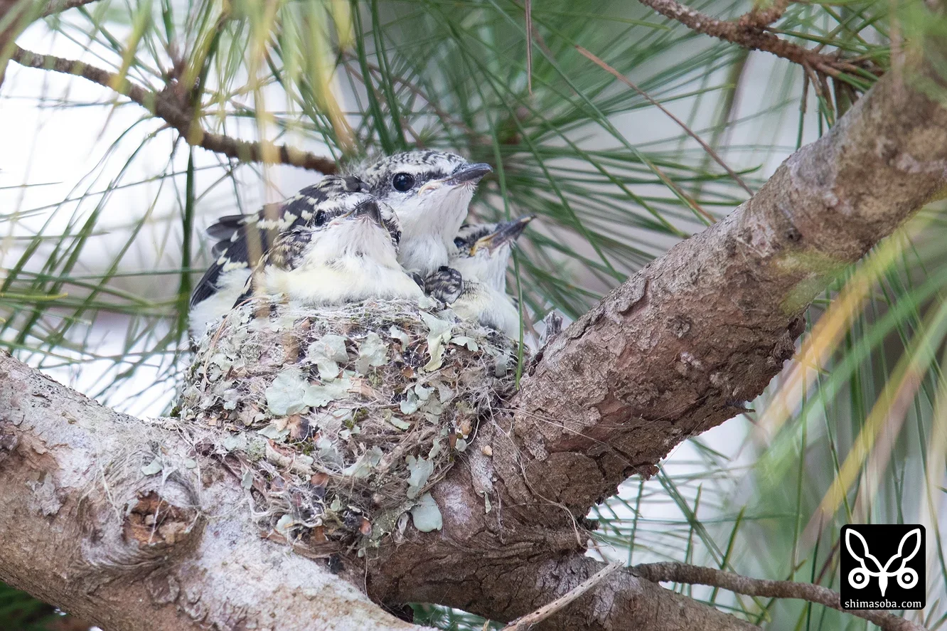 リュウキュウサンショウクイ