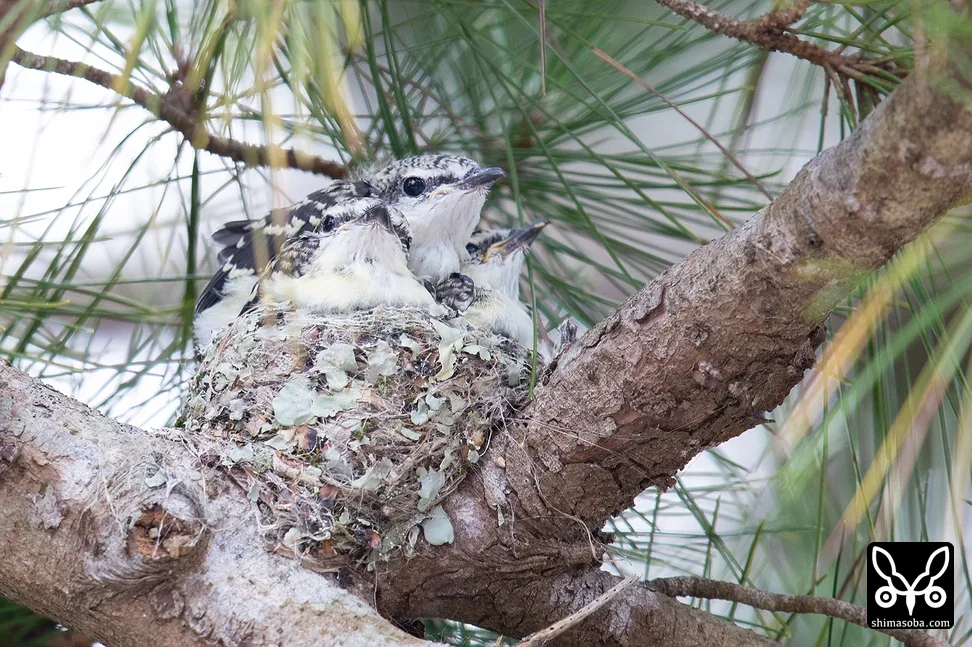 リュウキュウサンショウクイ