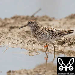 ウズラシギ