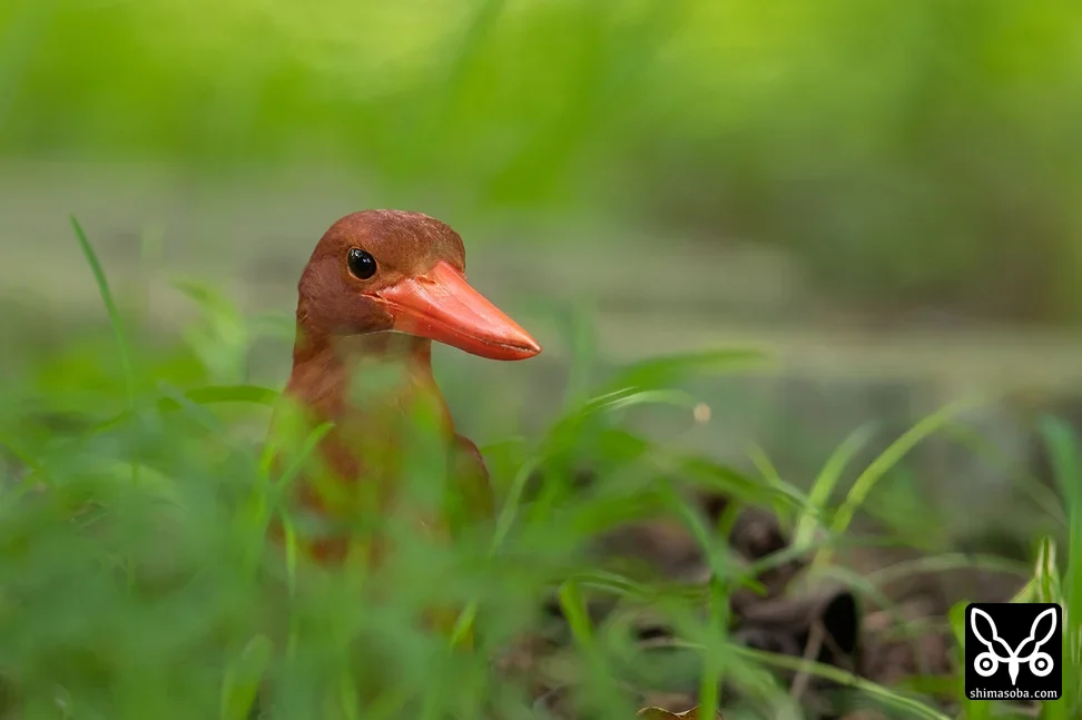 リュウキュウアカショウビン