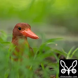 リュウキュウアカショウビン