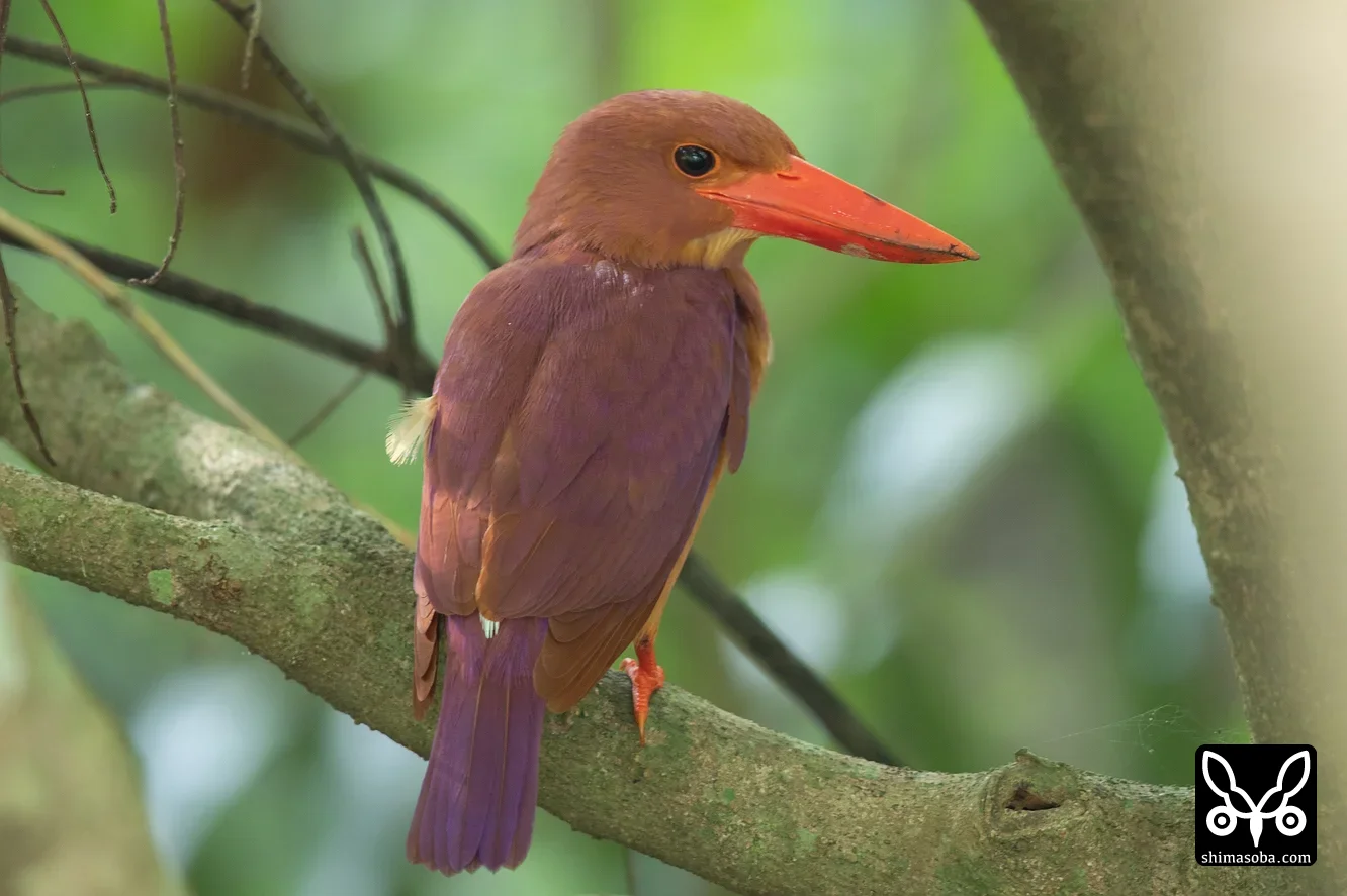 リュウキュウアカショウビン