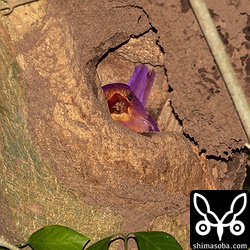 縄張り内に複数箇所、巣穴を掘っており、どこを使っているのか推測でしか分かりませんでしたが、このタカサゴシロアリの巣で確定のようです。