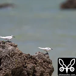 エリグロアジサシ