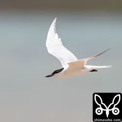 ハシブトアジサシの飛翔。ロクヨンに2倍のエクステンダをかまして1200ミリを手持ちなのでブレていますね。^^;