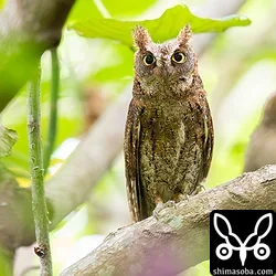 リュウキュウコノハズク営巣中(動画あり)