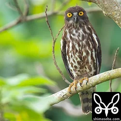 営巣木の近くで見張るリュウキュウアオバズクのメス。