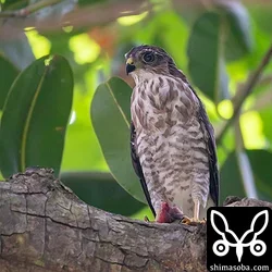 リュウキュウツミ