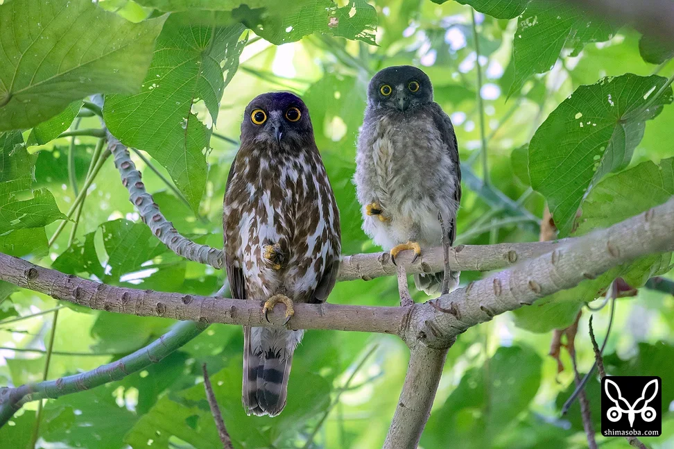 リュウキュウアオバズク