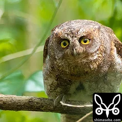コノハズク子育て中、アオバズク4巣目の巣立ち
