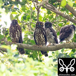 近所のアオバズクは、無事に全て巣立ちました。写真には写っていませんがもう1羽が近くにいる3兄弟。親鳥は左がオスで右がメスです。