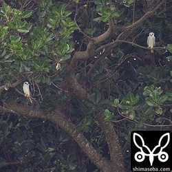 カタグロトビの親は木陰で休憩。右がオスで左がメス。