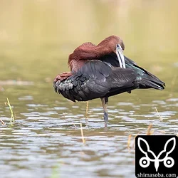 ブロンズトキ