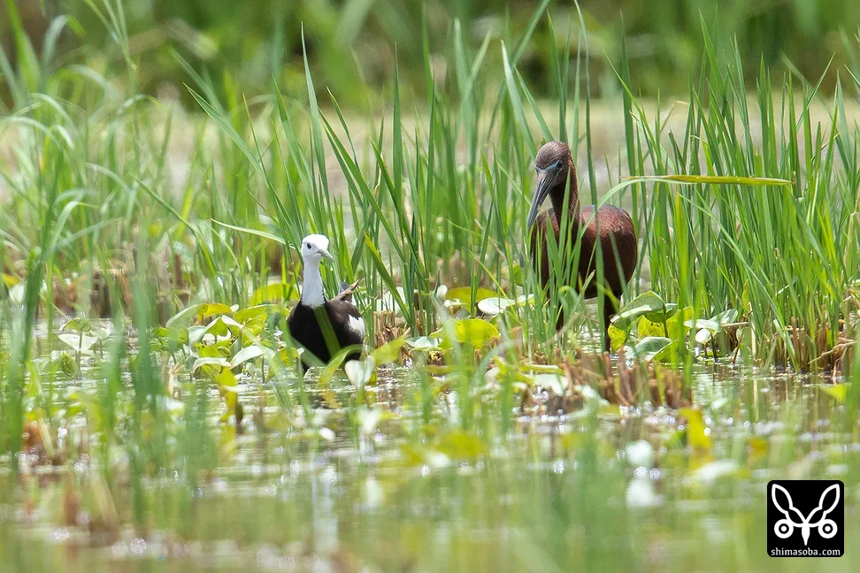 ブロンズトキ