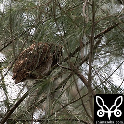 樹洞には、まだ兄弟たちが残っているようで親鳥は巣の入り口を凝視しています。巣立ちが近い、アオバズクやコノハズクの親鳥に見られる行動です。