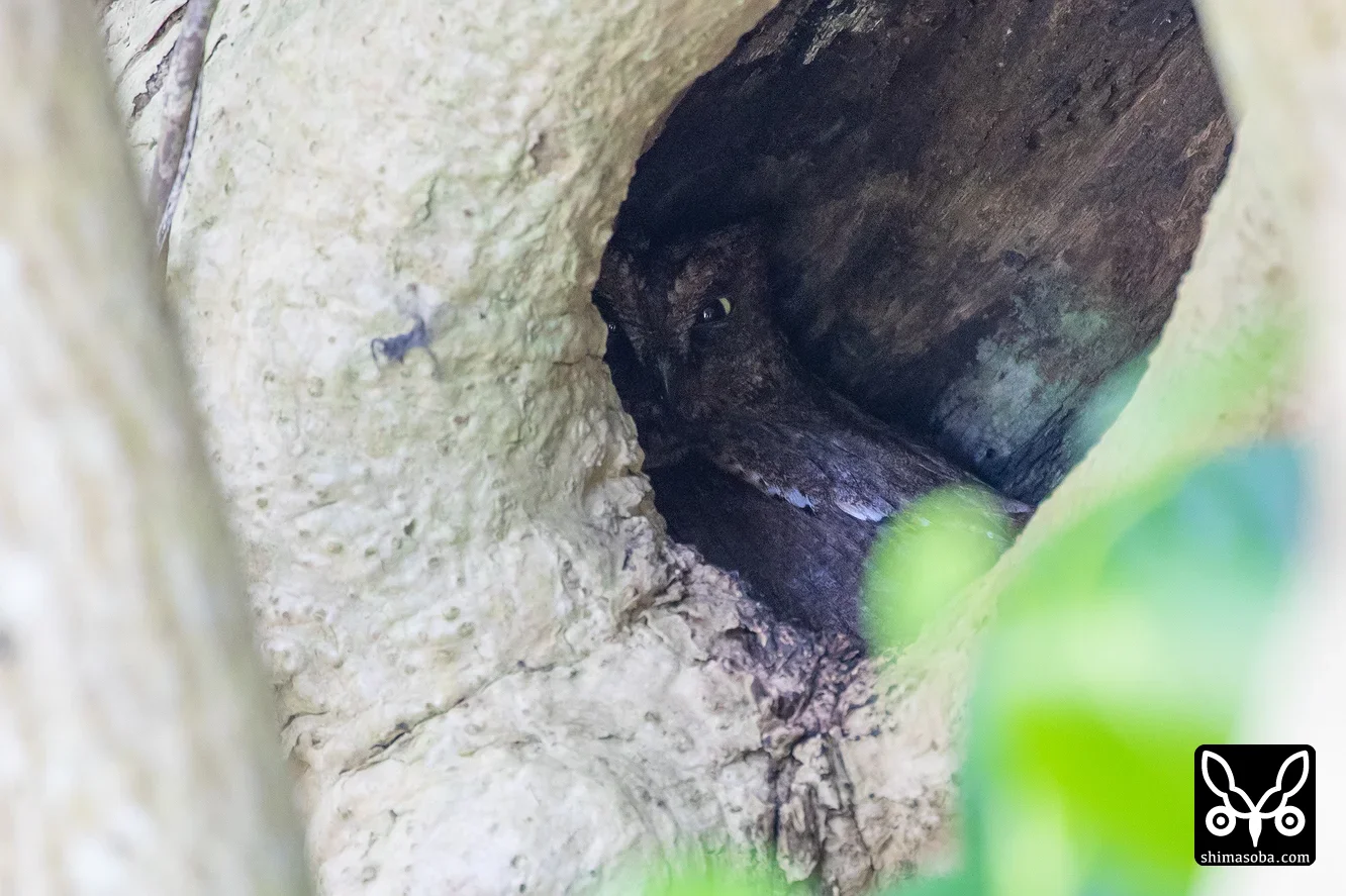 リュウキュウコノハズク
