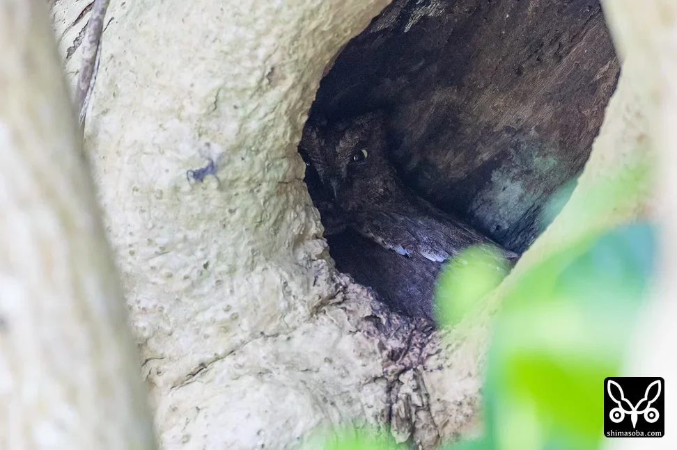 リュウキュウコノハズク