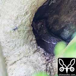 巣の中でヒナを抱くコノハズクのメス。