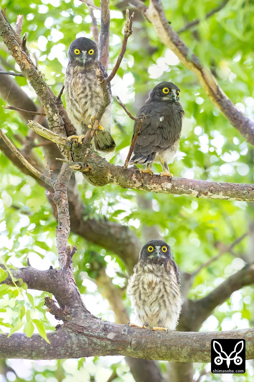 リュウキュウアオバズク