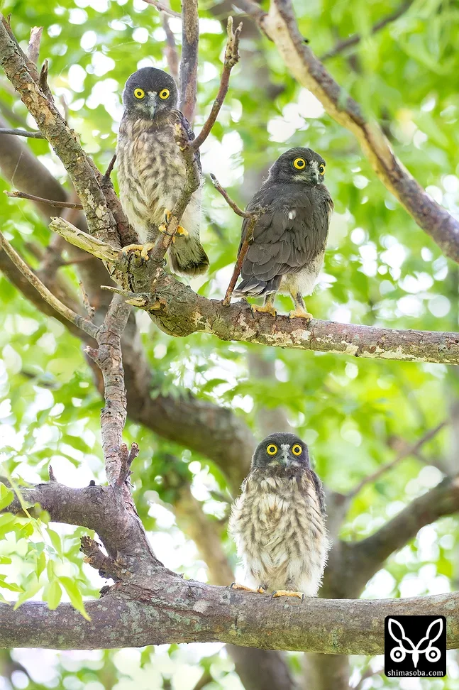 リュウキュウアオバズク