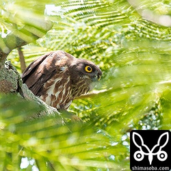 営巣木の上の方で見張るアオバズクのオス。ここのペアも雌雄の判定は簡単です。