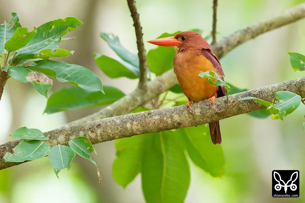 リュウキュウアカショウビン