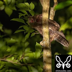 雌雄は不明の親鳥。オオコノハズクの雌雄の判断は難しい。