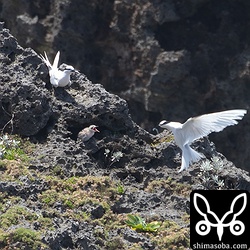 エリグロアジサシのヒナ(中央)に小魚を運んできた親鳥。