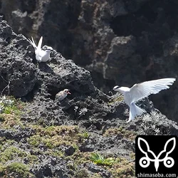 沖縄本島のエリグロアジサシとベニアジサシの繁殖