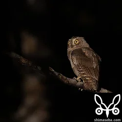 リュウキュウコノハズク