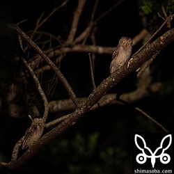 2羽の兄弟。沖縄本島もコノハズクの巣立ちは今が最盛期なので厳しい時間帯にもかかわらず、8家族を確認できました。コノハズクのヒナたちは深夜0時すぎたぐらいには眠っちゃうことが多い。