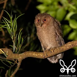 夜のやんばるでオオコノハズクとコノハズクの巣立ちビナほか