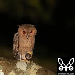 リュウキュウオオコノハズク
