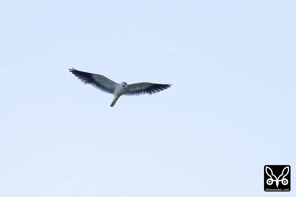 カタグロトビ