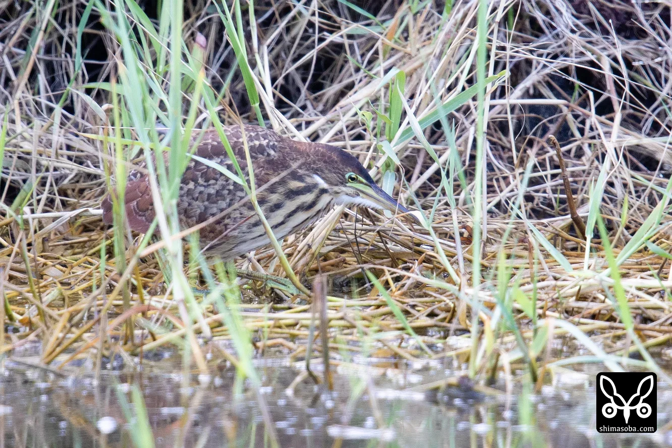 リュウキュウヨシゴイ