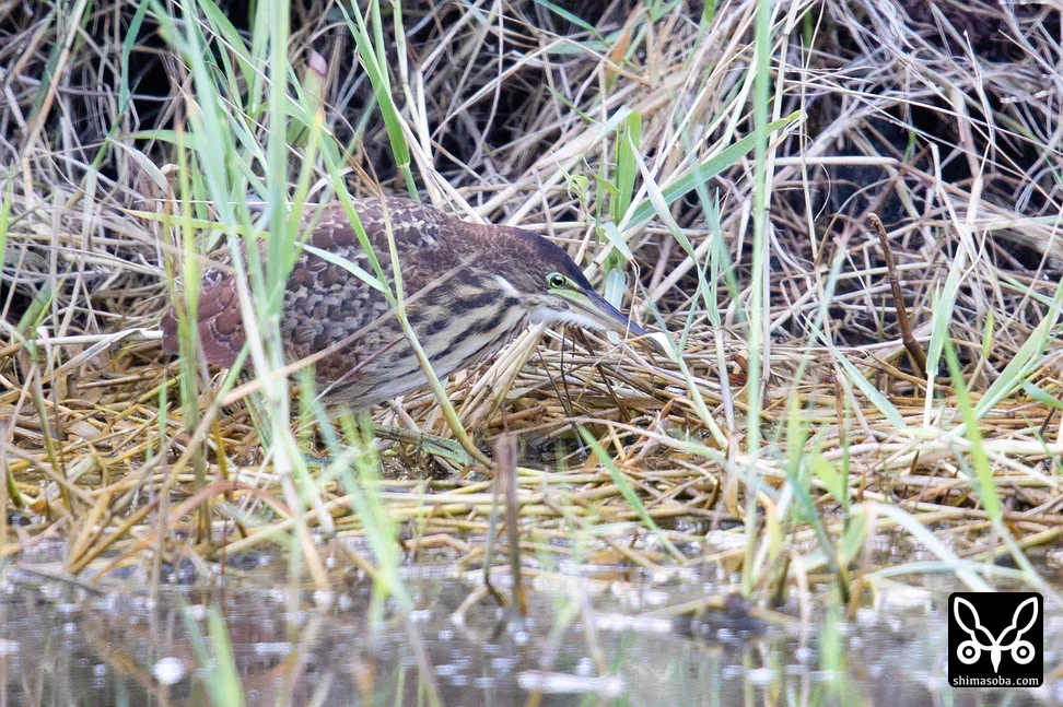 リュウキュウヨシゴイ