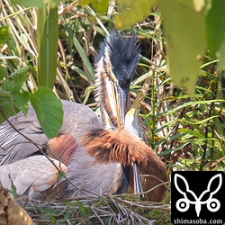 親鳥から口移しで餌をもらうヒナ。餌をもらっているヒナの後頭部にはもう1羽のヒナの嘴が刺さっている…。^^;