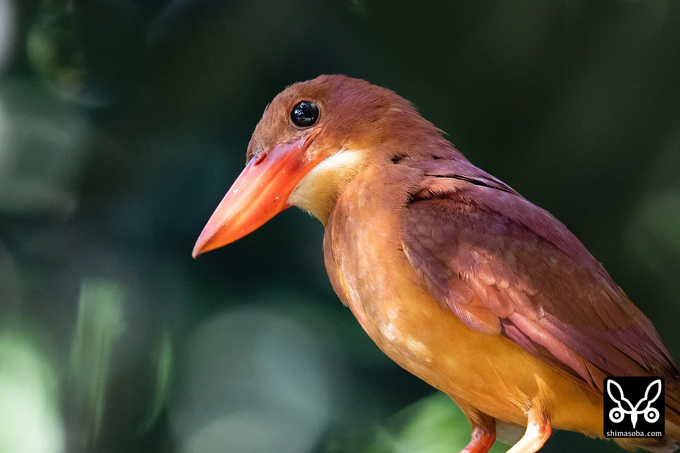 リュウキュウアカショウビン
