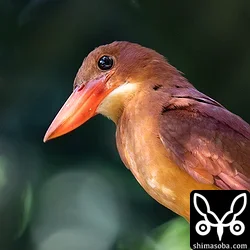 リュウキュウアカショウビン