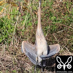 ムラサキサギ