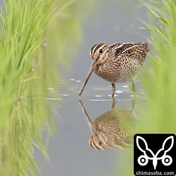 チュウジシギ