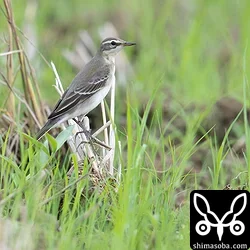 マミジロツメナガセキレイの幼鳥。ツメナガセキレイ幼鳥に比べ背面に褐色味が入る。