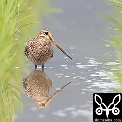 チュウジシギ