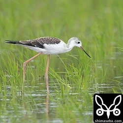 セイタカシギ