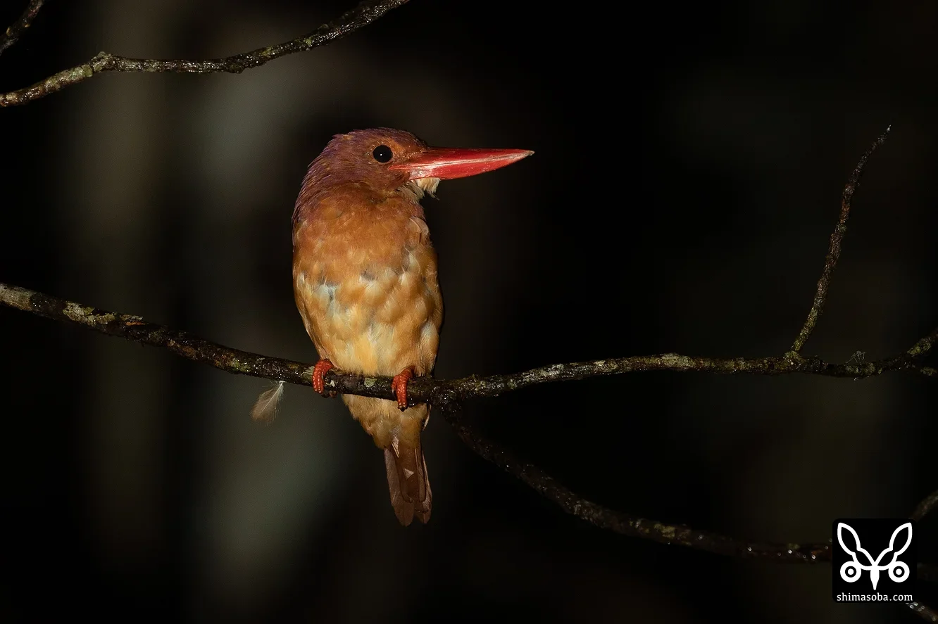 リュウキュウアカショウビン