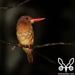 リュウキュウアカショウビン