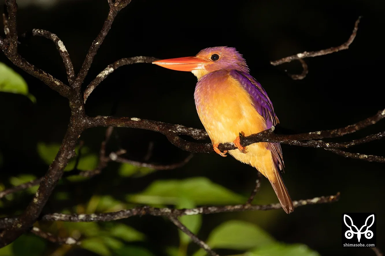 リュウキュウアカショウビン